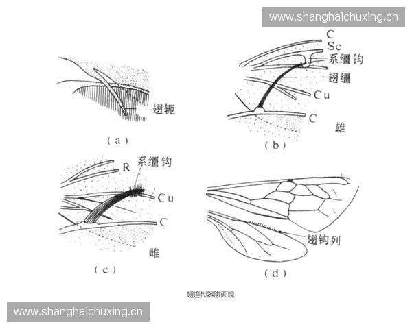 运动链反应原理与应用探析：从基础到前沿技术的全面解析